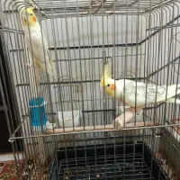 یک جفت عروس هلندی نر و ماده سرحال