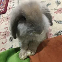 خرگوش لوپ نر
