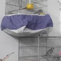 سهره مرغ عشق عروس|پرنده|قزوین, |دیوار