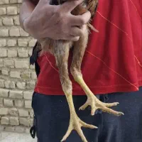 مرغ و خروس لاری اصیل|حیوانات مزرعه|شیروان (خراسان), |دیوار