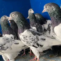 سلاره|پرنده|بندرعباس, |دیوار