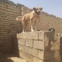 واگذاری سگ