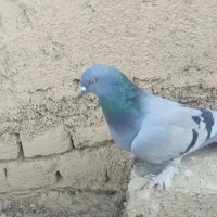 کفتر پر