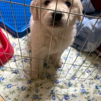 توله‌سگ گلدن رتریور ۲ ماهه، سالم و واکسینه|سگ|تهران, منیریه|دیوار