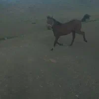 اسب کورد