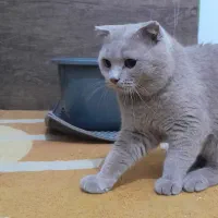 گربه اسکاتیش دبل لیلاک نر بالغ جهت جفتگیری