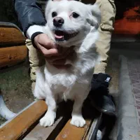 سگ پیداشده