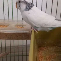 مرغ عشق ماده بالغ