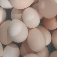 تخم مرغ محلی (خروسی)