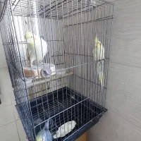 طوطی عروس|پرنده|قزوین, |دیوار