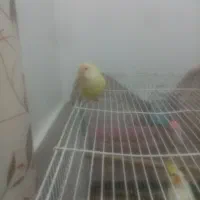 کوتوله برزیلی دستی معاوضه یا فروش|پرنده|بندرعباس, |دیوار