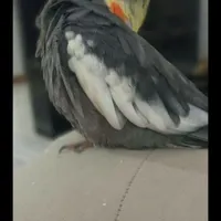 عروس هلندی گمشده
