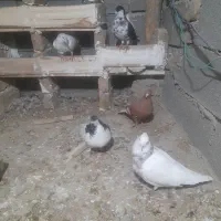 طوقی ساده چپ دمسفید