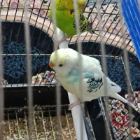 مرغ عشق|پرنده|فریدونشهر, |دیوار