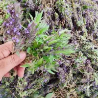 کاکوتی تازه و معطر