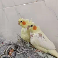 جوجه عروس هلندی