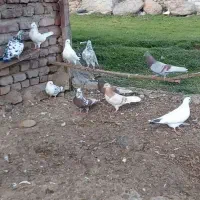 کفتر|پرنده|سبلان, |دیوار