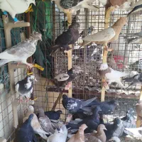 40 عدد کفتر رنگی پلاکی پرشی|پرنده|شیراز, شهرک کوثر|دیوار