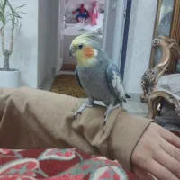 عروس هلندی