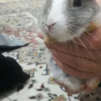 خرگوش بازیگوش و زیبا|موش و خرگوش|سبزوار, توحیدشهر|دیوار