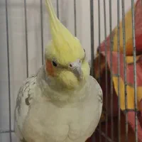 عروس هلندی فروش فوری|پرنده|زرقان, |دیوار