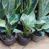 انواع گل وگیاه آپارتمانی زاموفیلیا بونسای جیسینگ و|گل و گیاه طبیعی|مشهد, قائم|دیوار