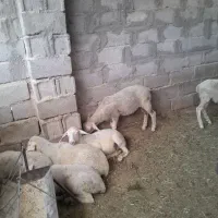 بره نر لاکن مادر ثوپر شیر