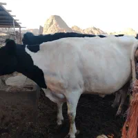 چندعددگاو شیری همه آبستن بالا شکم دومم.