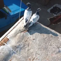 کبوتر