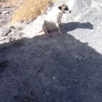 سگ ماده سگ جو