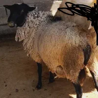 بره قوچ رومانف