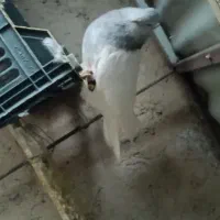 کبوتر کله الماسی|پرنده|رزن, |دیوار