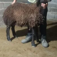 گوسفند بره قوچ هموزیگوت