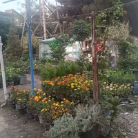 انواع گل و گلدان به صورت تک و عمده|گل و گیاه طبیعی|کرج, فاز ۳ مهرشهر|دیوار