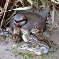 جوجه بلدرچین کوهی