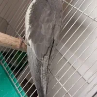 عروس هلندی سینامون