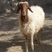 گوسفند وبزغاله|حیوانات مزرعه|دینور, |دیوار