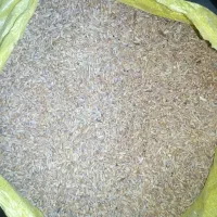 گندم دیمی گنداب|عمده‌فروشی|دره شهر, |دیوار