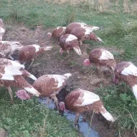 بوقلمون|حیوانات مزرعه|مریوان, |دیوار