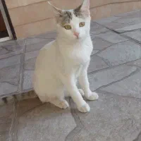 واگذاری گربه خانگی