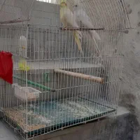 جفت عروس هلندی