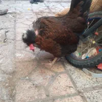 مرغ تخمگذار