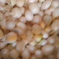 گل وگیاه|گل و گیاه طبیعی|جیرفت, |دیوار