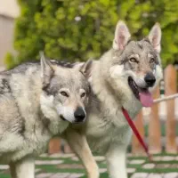 wolfdog
