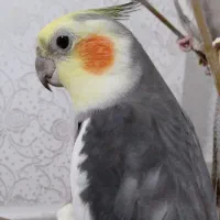 یک جفت عروس هلندی آماده