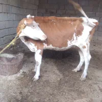 گاوگوساله ملاثانی