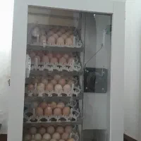 دستگاه جوجه کشی 210تایی فول اتوماتیک ایرانچیک