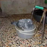 کبوتر گمشده