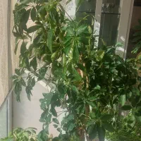 گل بزرگ شفلرا (در تبریز)|گل و گیاه طبیعی|صوفیان, |دیوار