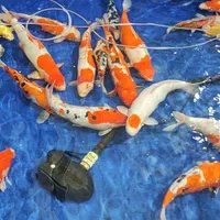 انواع ماهی کوی نژاد ریزتامولد باله کوتاه وسوپرباله